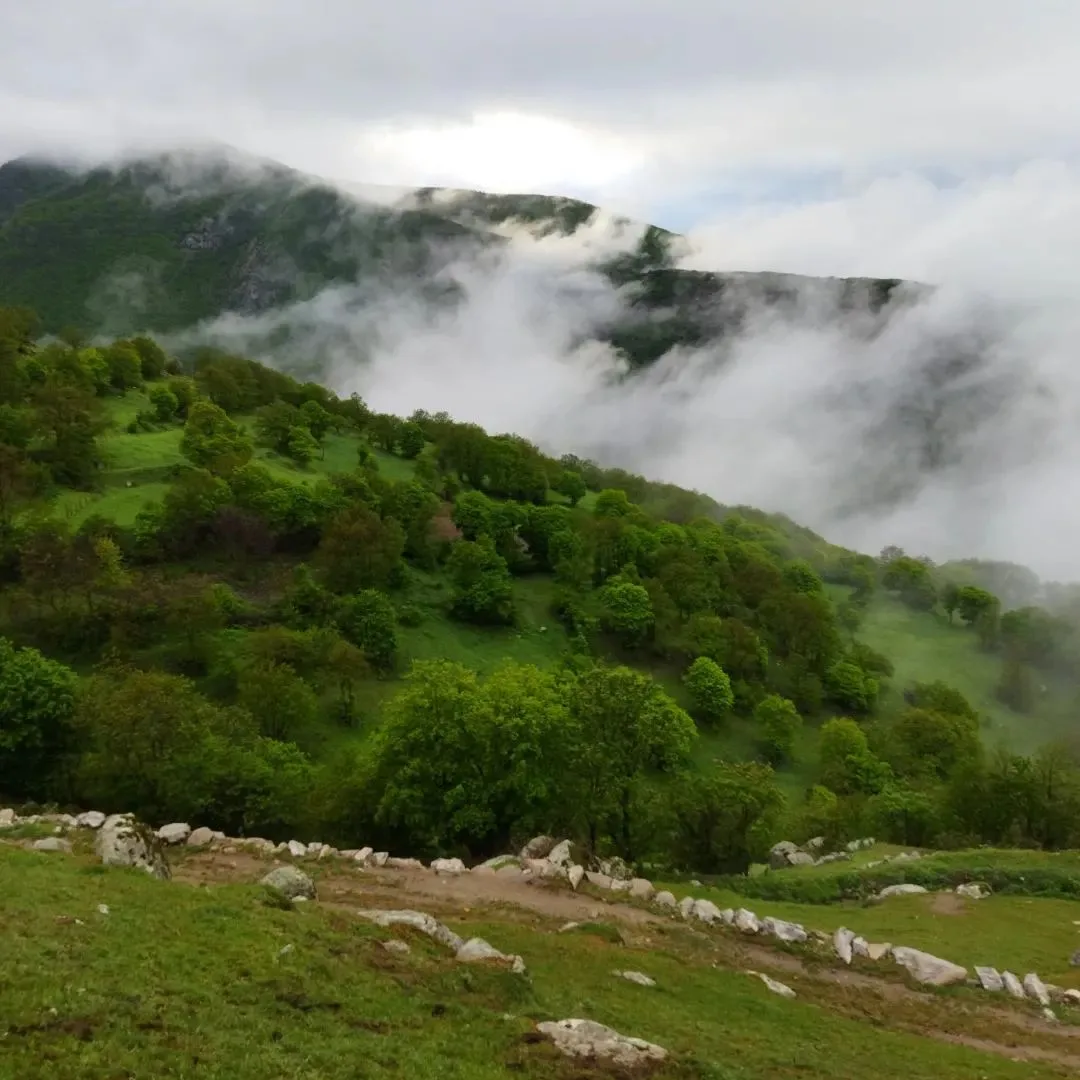 سوئیت حیات