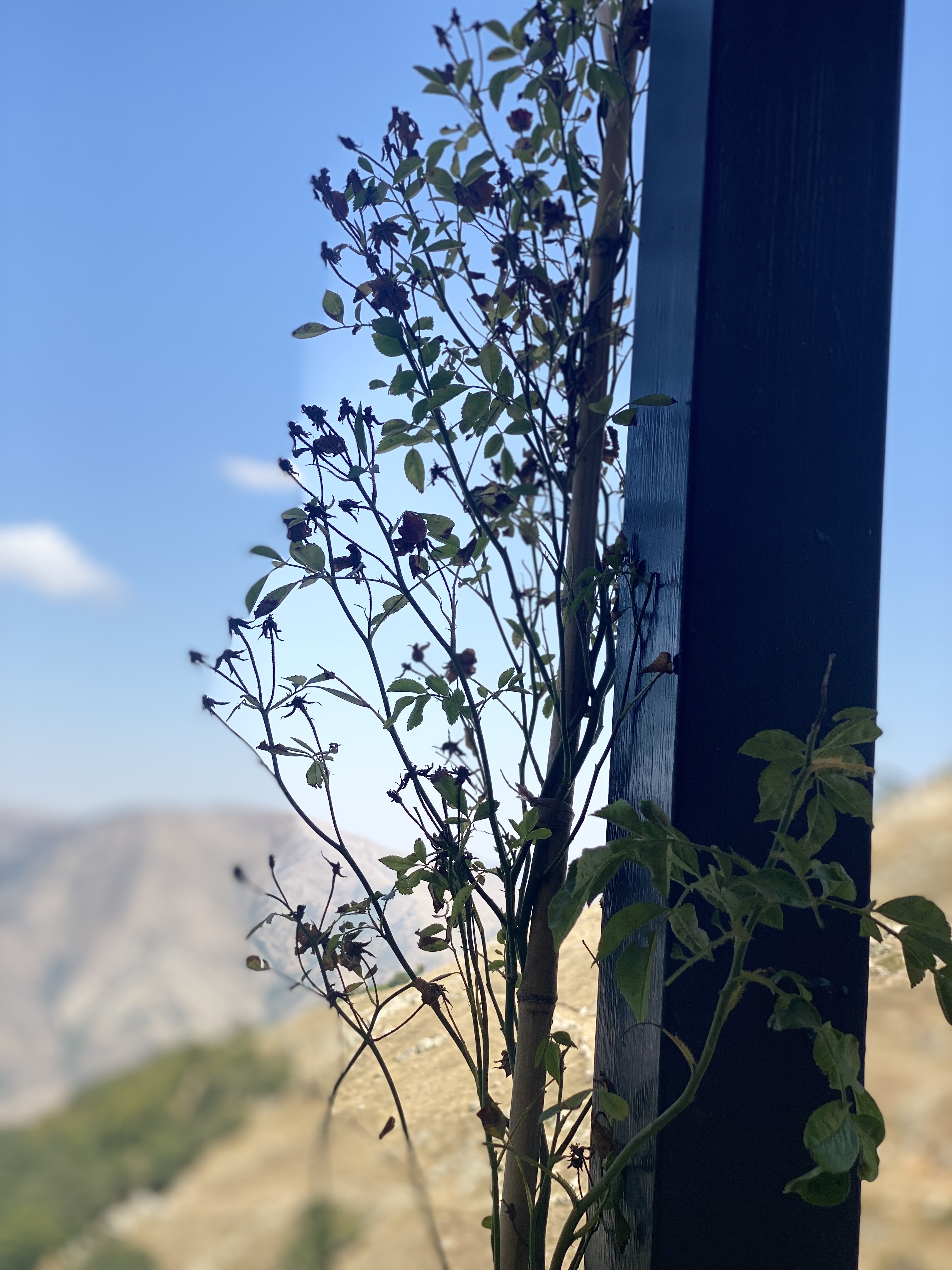 سوئیت ویلایی یاز